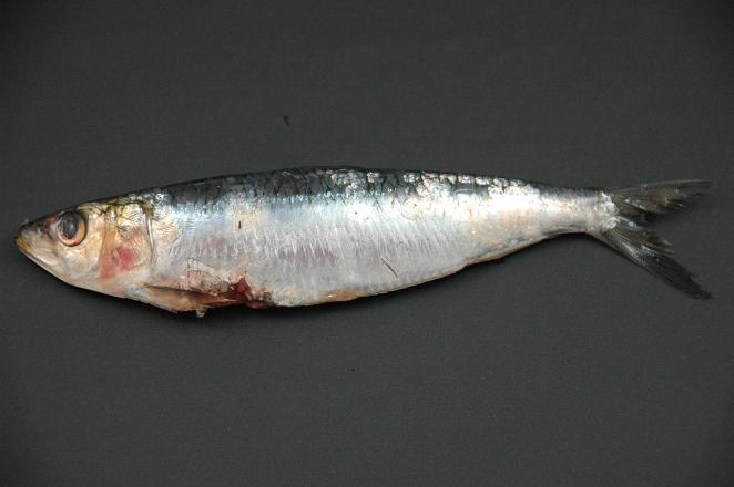 sardine