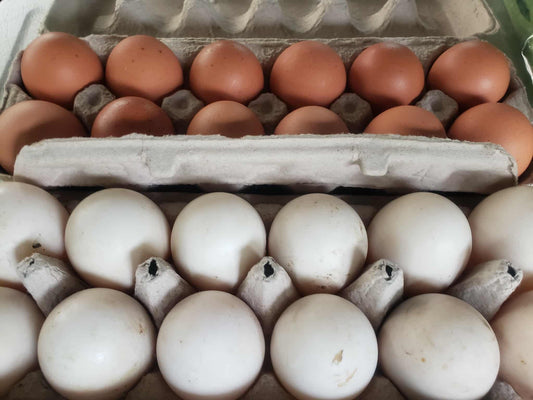 Duck eggs - Free range organic