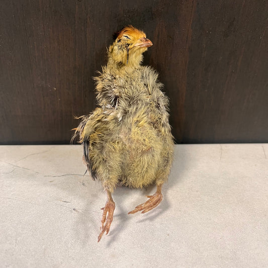 Freeze Dried Quail Chicks (Per Piece)