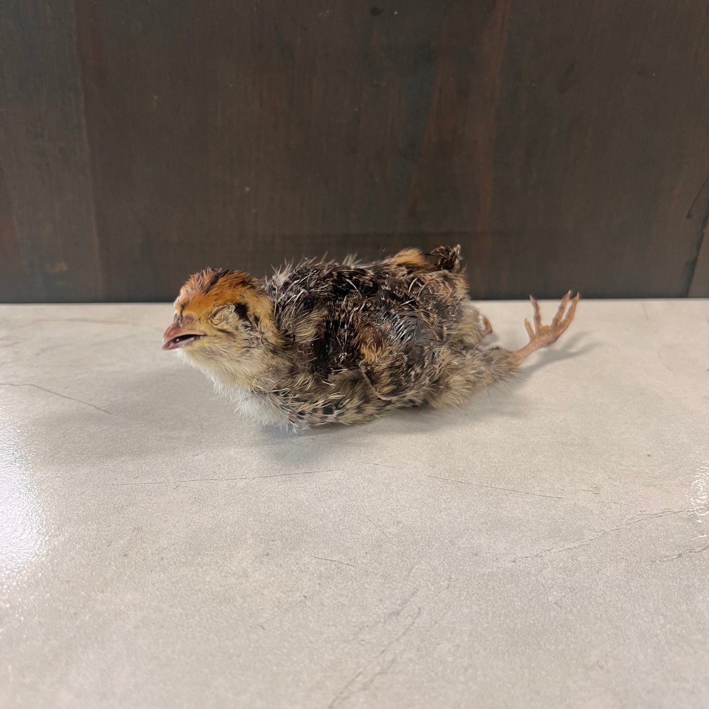 Freeze Dried Quail Chicks (Per Piece)