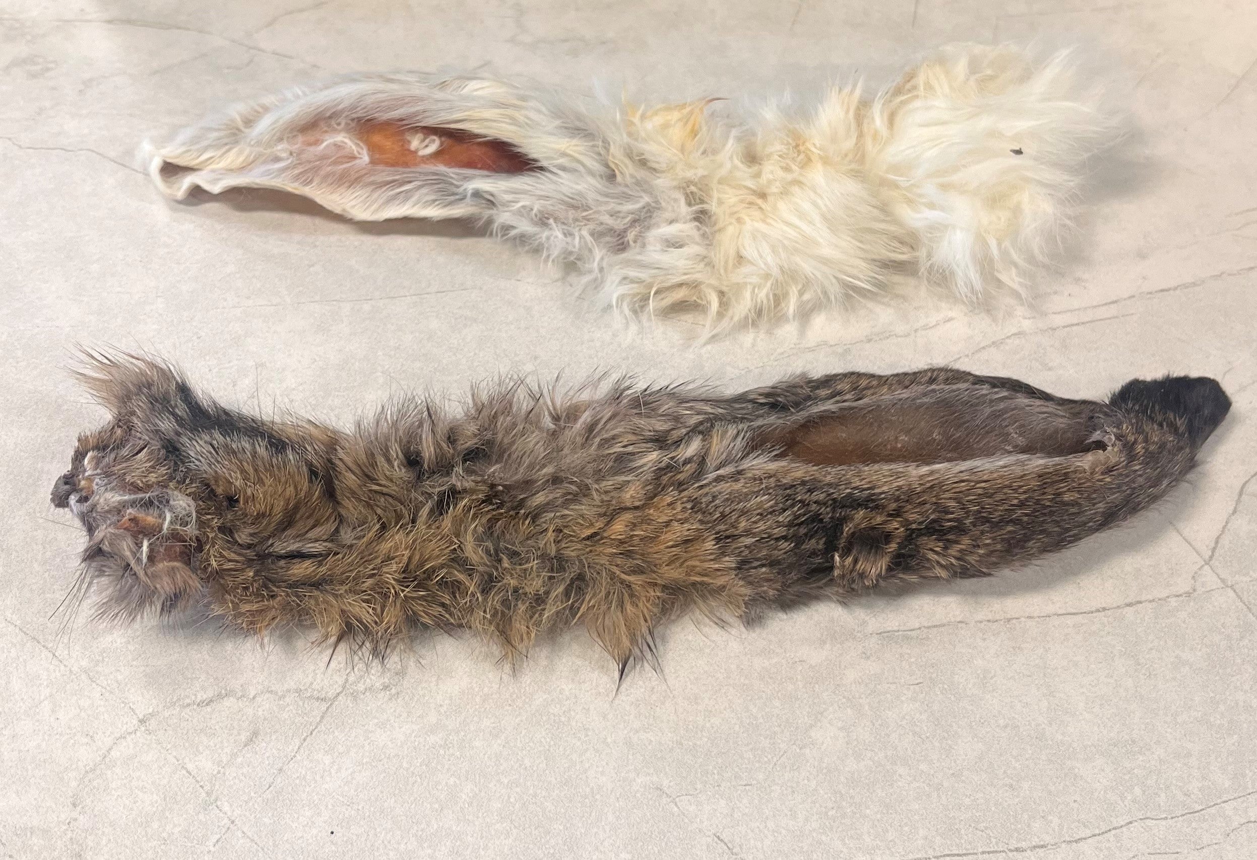 Large Dehydrated Rabbit Ears (Individual) – Heronview Raw and Natural
