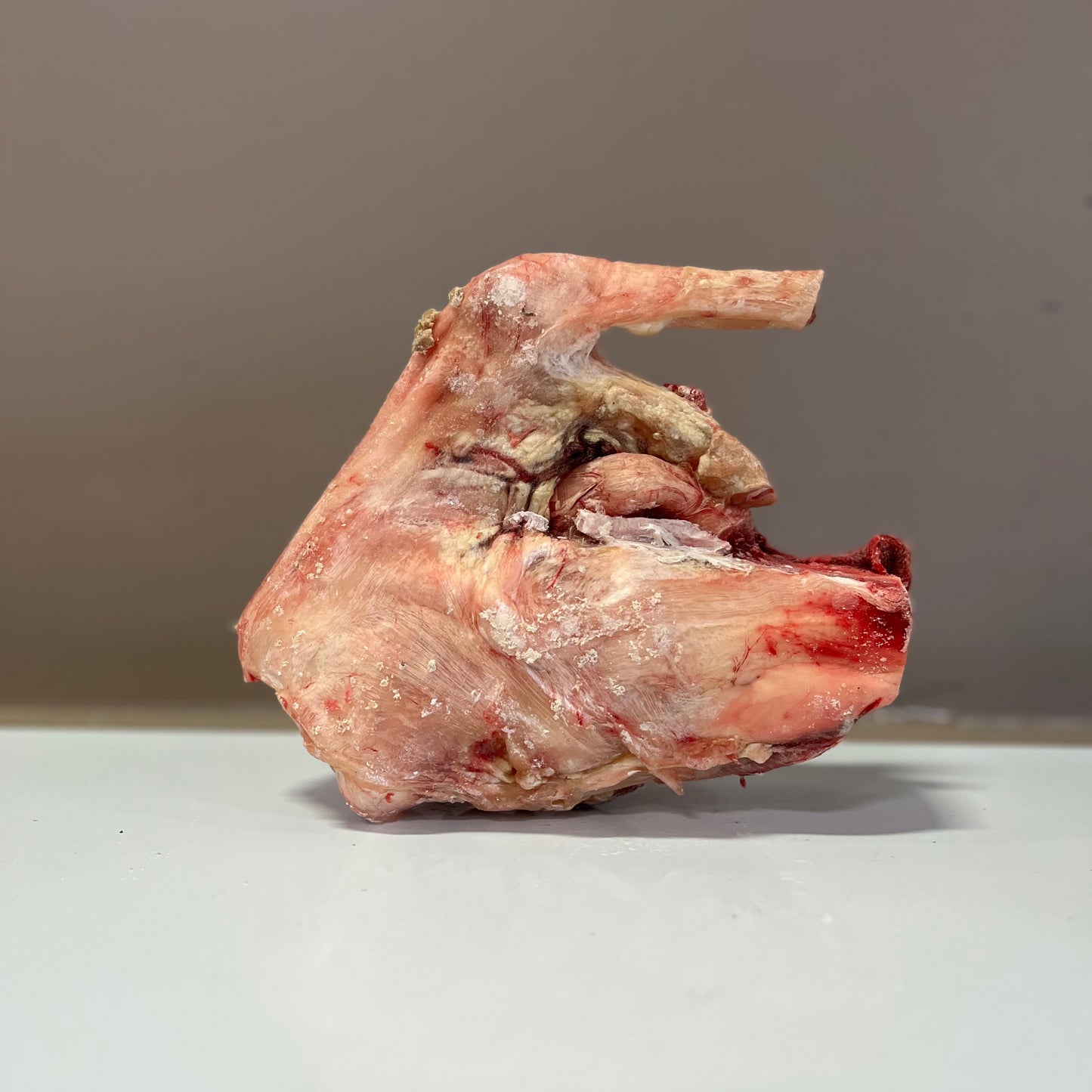 Beef Mammoth Bones (per piece)