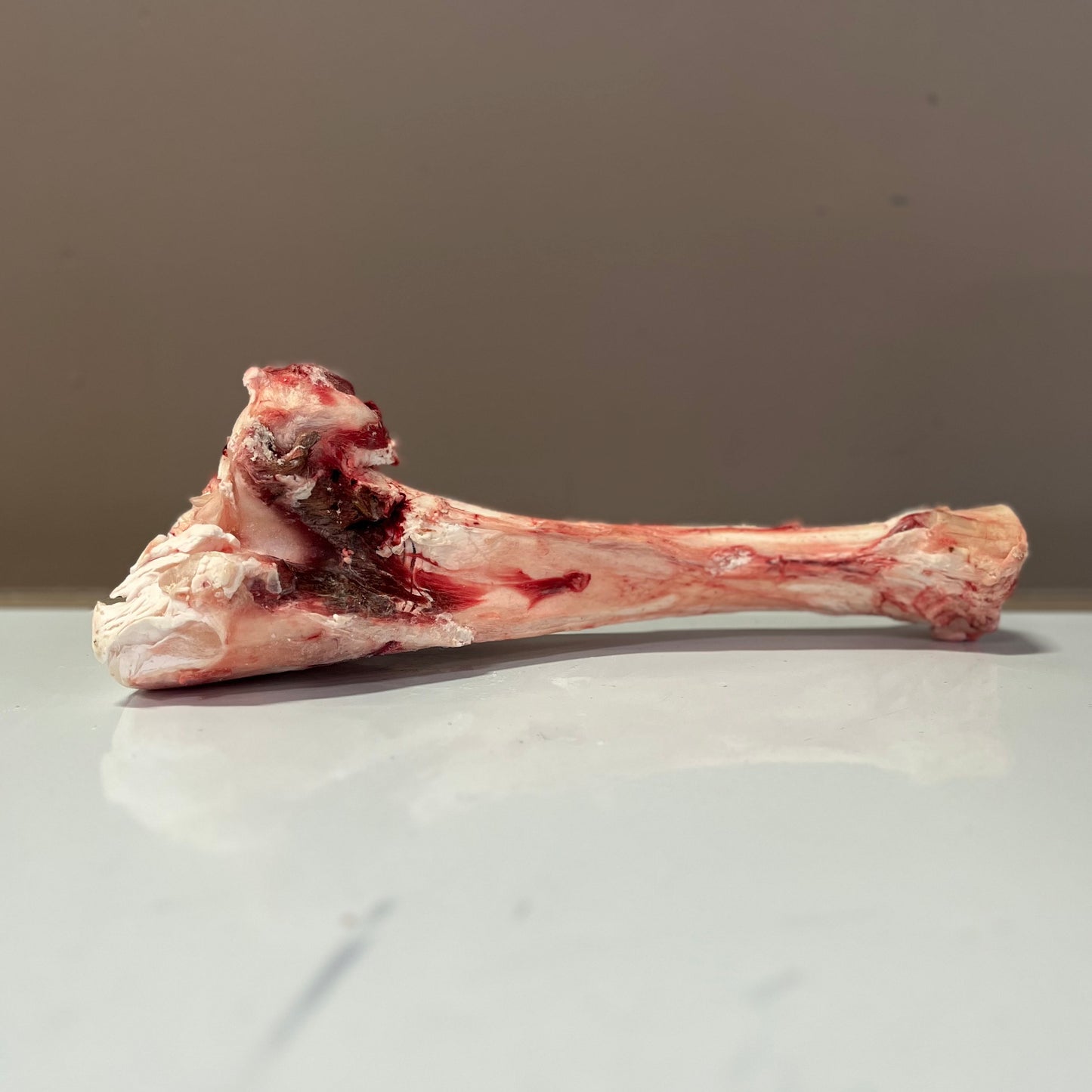 Beef Mammoth Bones (per piece)