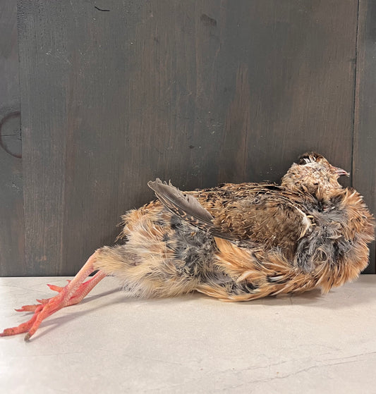 Whole Feathered Quail (Per Piece)