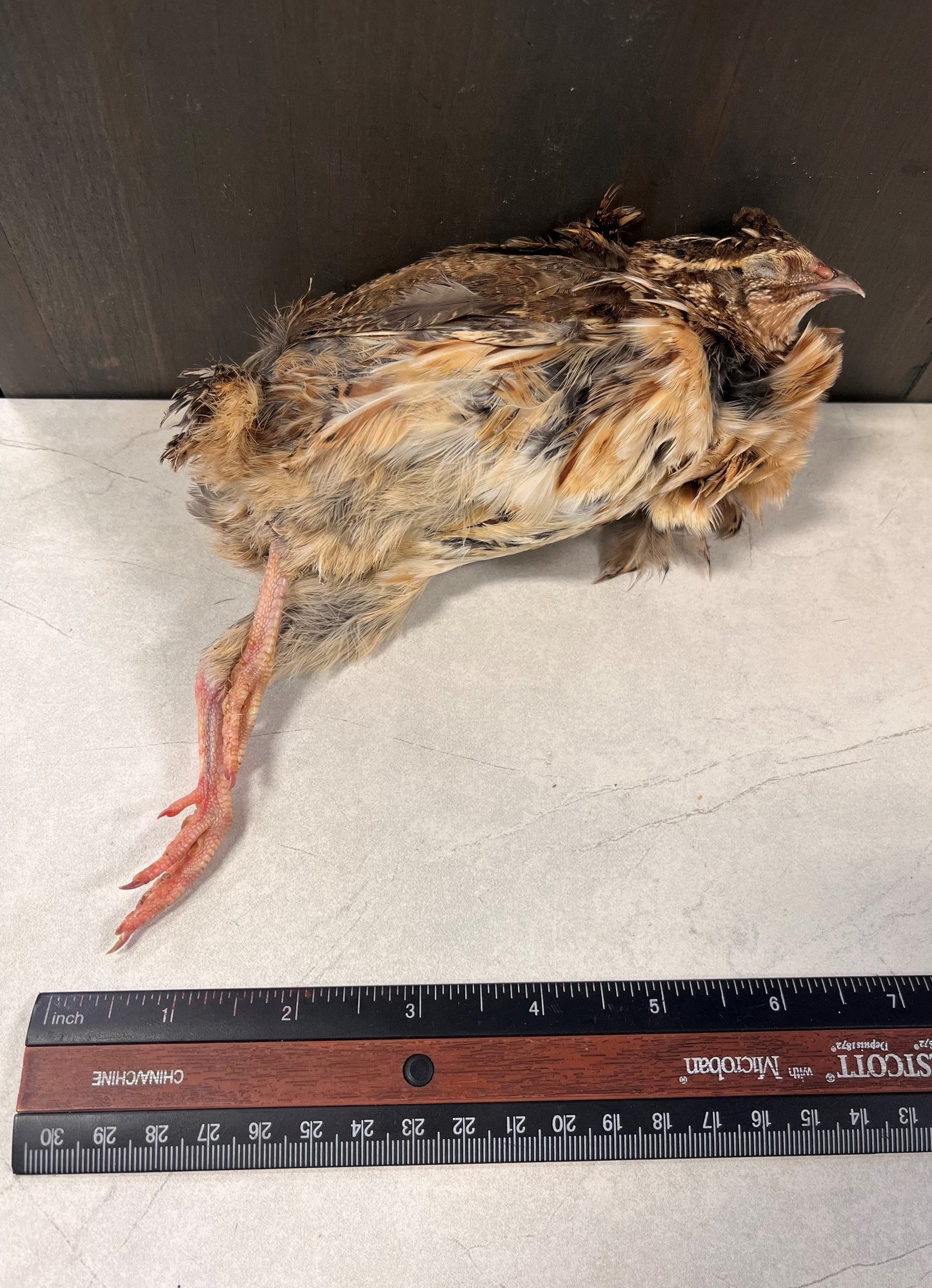 Whole Feathered Quail (Per Piece)