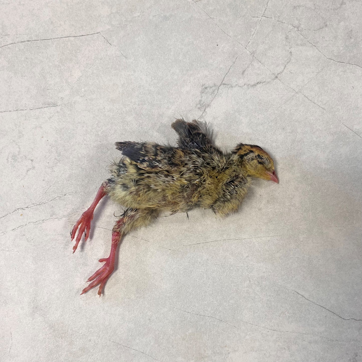 Whole Feathered Quail (Per Piece)
