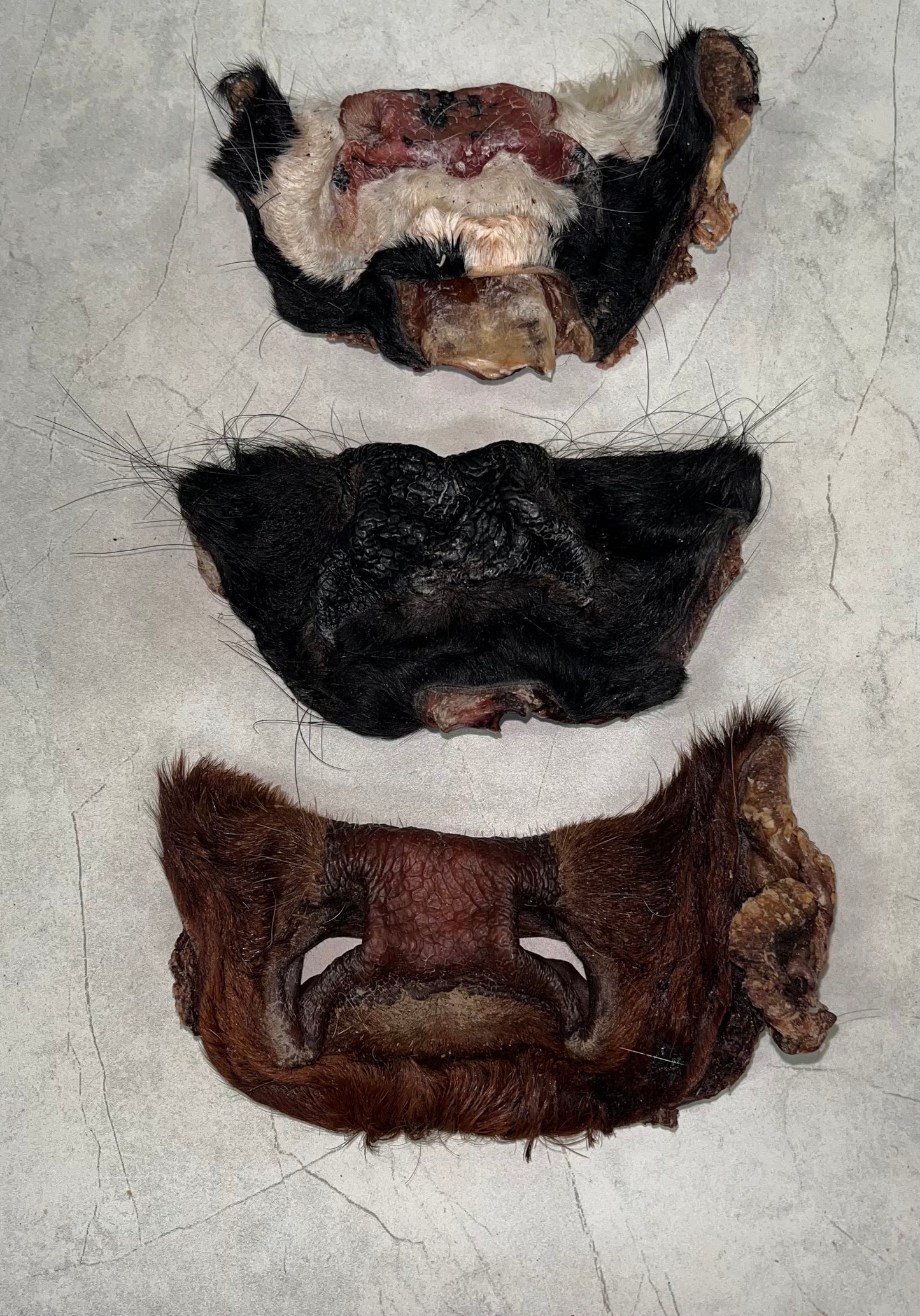 Dehydrated Beef Snouts