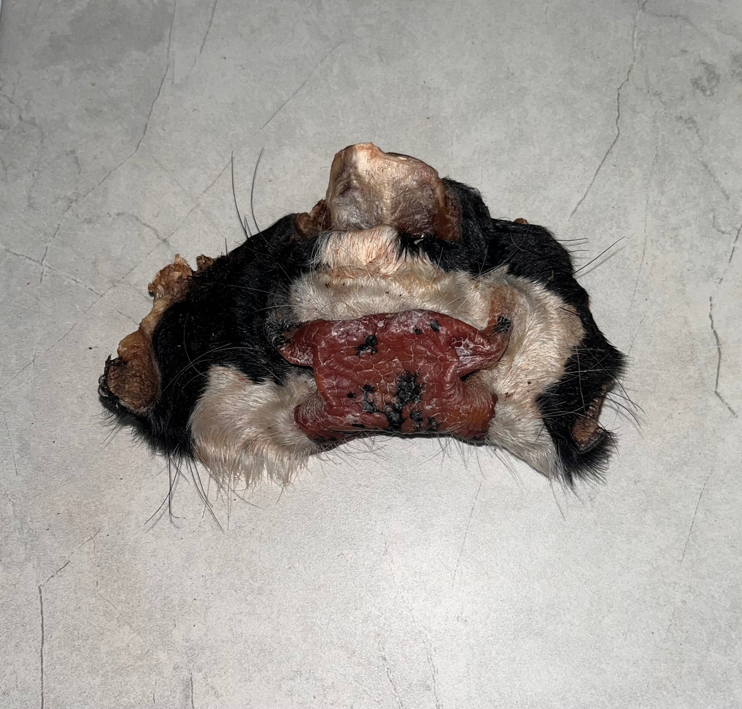 Dehydrated Beef Snouts