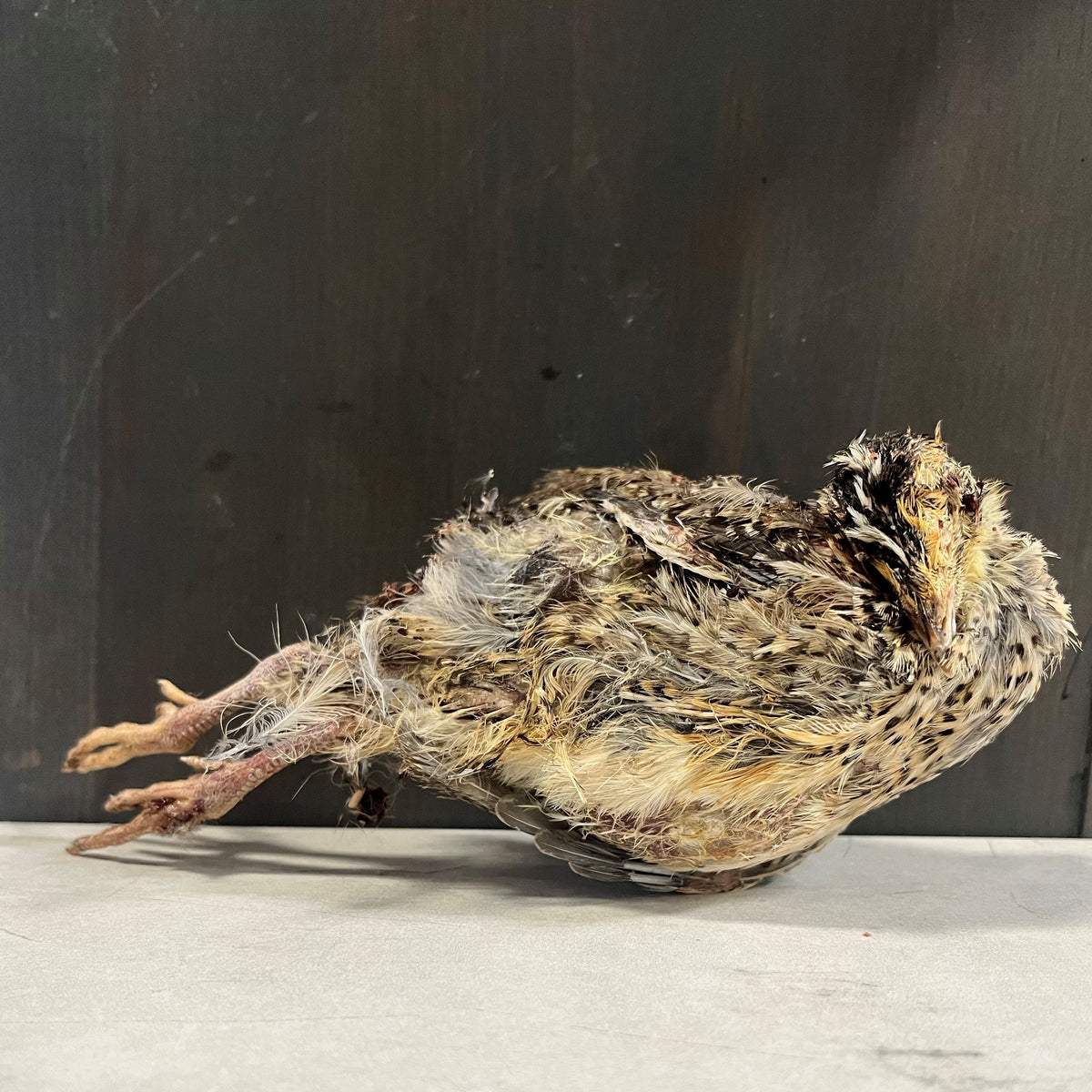 Freeze Dried Quail Chicks (Per Piece)