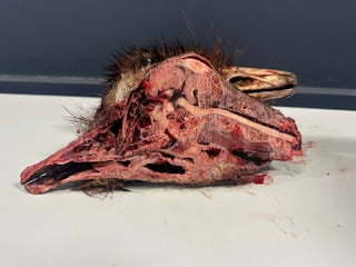 Ostrich head (1/2)